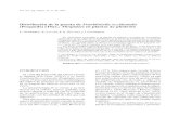 Distribución de la puesta de Frankliniella occidentalis ......del cultivo de pimiento en los invernaderos de la Región de Murcia (SÁNCHEZ et al. 1997). La epidemiología de la virosis