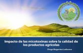 Impacto de las micotoxinas sobre la calidad de los ... · Nivel máximo de aflatoxinas permitido en maíz, arroz, frijol, trigo y otros cereales, oleaginosas y leguminosas (6/7/1999)