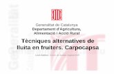 Generalitat de Catalunya · Servei de Sanitat Vegetal DAR. Tècniques alternatives de lluita en fruiters. Carpocapsa Servei de Sanitat Vegetal (DARP); Fundació Mas Badia-IRTA, ADV