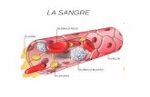 LA SANGRE - IES Sierra Sur · 2011. 2. 17. · Paso del exceso de plasma intersticial procedente de la sangre al sistema ... funcionamiento del aparato circulatorio linfático. Aparatos