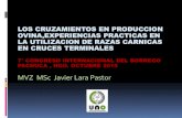 LOS CRUZAMIENTOS EN PRODUCCION OVINA - Borregoborrego.com.mx/wp-content/uploads/2019/06/Estrategias_de_cruza… · expuesta (15.2%) y peso de los corderos destetados por hembra expuesta