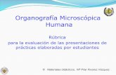 Organografía Microscópica Humana · 2015. 10. 8. · •Para ello elaboran un archivo que deben subir a la tarea del Campus Virtual antes de la sesión correspondiente. En la tarea