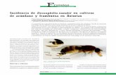 Incidencia de Drosophilia suzukii en cultivos de arándano ... · 3. Cubrir el periodo crítico de daños mediante el uso de productos fitosanitarios que protejan el fruto, con suficiente