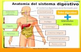 FUNCION DEL SISTEMA DIGESTIVObiotiempo.weebly.com/.../8/94588683/s._digestivo_8vo_pdf.pdf · 2019. 10. 8. · funcion del sistema digestivo ... parte del tubo digestivo con fuertes