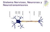 Sistema Nervioso, Neuronas y Neurotransmisores€¦ · hasta 1 m y su diámetro es de unos cuantos micrones. Presenta ramificaciones colaterales, cada una de las cuales termina en