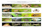 1087 Anfibios y Reptiles - Field Guides · Fauna del Jardín Botánico “Guillermo Piñeres” de Cartagena, Turbaco, COLOMBIA Anfibios y Reptiles Keiner Meza-Tilvez1,2, Adolfo Mulet-Paso1,2