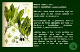 Nombre científico: Laurus nobilisturismo.mediocudeyo.es/web/wp-content/uploads/Flora-de-la-Mina.pdf · pasar a los niños entre hojas de arce para asegurarles una larga vida. Nombre