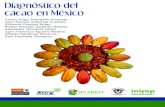 Diagnóstico del cacao en México Theobroma cacao · Especies: 20-22 b. Morfología Árbol Tamaño mediano que cuando crece a la sombra puede alcanzar alturas hasta de 20 m. Presenta