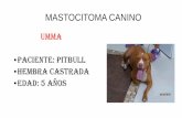 MASTOCITOMA CANINO GRADO II · 2017. 11. 17. · mastocitoma canino diagnostico: mastocitoma grado ii tratamiento: dos etapa: primera etapa: ( no consentimiento qururgico del propietario).