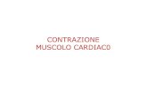 CONTRAZIONE MUSCOLO CARDIAC0 Didattico/Fisiologia... · CICLO CARDIACO (800 ms) DIASTOLE (530 ms) Volume telediastolico (VTD) = 120-140 ml P telediastolica ventricolo Ds = 4 mmHg