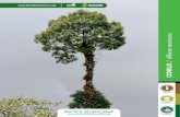 Red de Viveros de Biodiversidad - Alfaroa mexicana · 2019. 3. 30. · CEDRILLO / Alfaroa mexicana El cedrillo pertenece a la familia Juglandaceae, árbol que alcanza los 40 m de