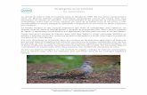 Streptopelia turtur (tórtola) · 2019. 10. 18. · Inscrita en el Registro de Asociaciones de Canarias – acbcanaria@gmail.com Streptopelia turtur (tórtola) Por Aurelio Martín