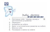 Зъби , dentes - Lazarovnikolai.lazarov.pro/lectures/2014/dental_medicine/splanchnology/03... · Зъби , dentes 2 Зъби , dentes (Gr. odus, odontos): механичнораздробяване