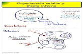 Organización celular y medio interno€¦ · Homeostasis del medio interno Homeostasis = Constancia del medio interno parámetro Valor normal Margen normal Límites no letales unidade
