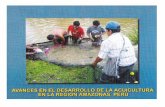 desarrollo acuicultura en la región loretorepositorio.iiap.gob.pe/bitstream/IIAP/71/2/Alcantara... · 2019. 11. 20. · distrito de Imaza, en la Provincia de Bagua, y en los tres