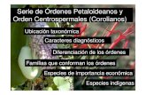 Serie de Órdenes Petaloideanos y Orden Centrospermales ... · Serie de Órdenes Petaloideanos y Orden Centrospermales (Corolianos) Ubicación taxonómica Caracteres diagnósticos