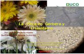 La «Peca en Gérbera y Crisantemo...2010/08/13  · Ocasionados por organismos del Reino Fungi, Clase Deuteromicetes (Hongos mitosporicos), Orden Moniliales, Familia Moniliceae. Botrytis