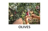 OLIVES - XTEC fotos 2.pdf · SORTIDA A COLLIR OLIVES Mentre parlaven la classe dels fruits que la terra ens dóna a la tardor, vaig demanar qui tenia oliveres a casa: el Pol va dir