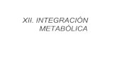 XII. INTEGRACIÓN METABÓLICA - UNAMdepa.fquim.unam.mx/amyd/archivero/IntegracionMetabolica_29248.… · INTEGRACIÓN METABÓLICA. EL METABOLISMO CONSTA DE VÍAS METABÓLICAS INTERCONECTADAS.