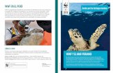 WWF EN EL PERÚ Juntos por las tortugas marinas€¦ · principales pesquerías y, en general, una mejor gestión de los ecosistemas marino costeros. En ese contexto, impulsa la conservación