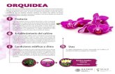 ORQUIDEA - gob.mx · ORQUIDEA Todas las orquídeas tienen un patrón básico ˜oral. La ˜or se desarrolla sobre el ovario; la capa exterior de las partes ˜orales tiene tres sépalos