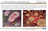 01. INTRODUCCIÓN A LA MICROBIOLOGÍAdepa.fquim.unam.mx/microbio/1410MG-06/T-Presentaciones/Tema01/T… · El estudio de los microorganismos se puede dividir de acuerdo a los grupos