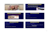DERMATOLOGIA M.C.A.C II ( 2012-13) ¿Porqué dermatología?elearning.up.pt/ppayo/MCAC DERMA 14-15/PROGRAMA/PDF AULAS/I… · Introducción: EL PELO-VARIABLE:-PRIMARIO (externo, protector)-SECUNDARIO