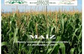 ARROZ MAÍZ - agr.una.py · Trigo Fuente: USDA Paraguay: balance de oferta y demanda de maíz, trigo y arroz. Arroz Producción de arroz en base seca sobre una estimación de 1.049.000