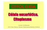 CITOLOXÍA - centros.edu.xunta.escentros.edu.xunta.es/iesoteropedrayo.ourense/dptos/bio/bach_2_bio_… · Citosol ou Hialoplasma É o medio interno do citoplasma. Nel flotan o citoesqueleto