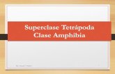 Superclase Tetrápoda Clase Amphibia€¦ · metamorfosis. Dra. Vanessa V. Valdés S. 6. Dra. Vanessa V. Valdés S. 7. Dra. Vanessa V. Valdés S. 8. Clasificación •La clase de