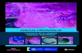 DACUS FRONTALIS - Agrolanzarote · Pesca del Gobierno de Canarias realiza el monitoreo de esta plaga en el archipiélago. Estos trabajos han sido encargados a la empresa pública