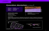 Cynodon dactylon (L.) Pers. - Facultad de Cienciasinbuy.fcien.edu.uy/.../DATAonline/DBASEimpresiones/Cynodon_dactyl… · Panicum dactylon L. DESCRIPCIÓN Hierba perenne de 10-30