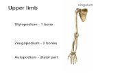 cingulum Upper limb · Upper limb • S Stylopodium - 1 ... retinaculum 3-pisiforme 4-triquetrum 5-hamatum 6-lunatum 7-scaphoideum proximally distally 8-hamatum 9-capitatum 10- trapezoideum