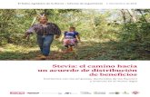 Stevia: el camino hacia un acuerdo de distribución de ... · Guaraní en el sitio sagrado de Jasuka Venda, provincia de Amambay en ... paraguayos para asegurarse de que el cultivo
