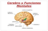 Cerebro y Funciones Mentalesdragodsm.com.ar/pdf/dragodsm-cerebro-y-funciones-mentales-03-12… · El cerebro es un procesador de información vivo que se modifica, se construye, y