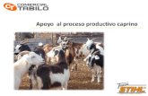 Apoyo al proceso productivo caprino - Comercial Tabilo · 2020. 3. 2. · harnero 0,8 mm : 120/170 Kg/hr 3,0 mm : 550/700 Kg/hr 5,0 mm : 600/1000 Kg/hr 12 mm : 800/1100 Kg/hr liso