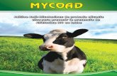 Aditivo Anti-Micotoxinas de probada eficacia vivo para ...g/vaca/día mejoró en un 28% la producción de leche y redujo en un 46% la presencia de aflatoxina M1 en leche cuando el