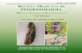 ISSN-2007-8080 REVISTA MEXICANA DE FITOPATOLOGÍA · Jahén-Rivera SN, Gómez-Rodríguez O and Espinosa-Victoria D. Radial graphics to characterize PRSV-P symptoms in Carica papaya