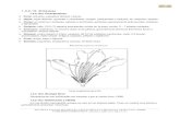 49 1.3.2.10. Ericaceae - UNNEexa.unne.edu.ar/.../Ericales/11-Ericaceae.pdf · ¾ Androceo: estambres, en número doble al de pétalos, generalmente bicíclicos filamentos libres o