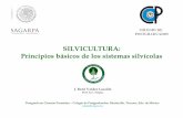 SILVICULTURA: Principios básicos de los sistemas silvícolas · Una de las fallas más grandes del sector forestal de México (también de otras partes del mundo) ha sido querer