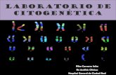 Laboratorio de Citogenética©tica.pdfIntroducción Alrededor 20.000 anomalías cromosómicas Raras, pero contribuyen a la morbilidad y mortalidad humanas Son la causa: Gran proporción