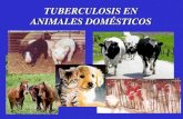 TUBERCULOSIS EN ANIMALES DOMÉSTICOS · 2013. 2. 2. · Es una enfermedad infecto-contagiosa que, en los casos típicos, evoluciona de forma crónica y se acompaña de procesos inflamatorios