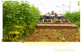 EVALUACIÓN DEL EFECTO DEL USO DE LA MOSTAZA ......como: “the suppression of soil-borne pest and pathogen by brassica rotation or green manure crops” (Kirkegaard et al., 1993a,b,