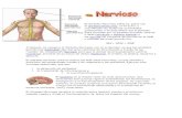 SN = SNC + SNP · 2020. 11. 1. · El Sistema Nervioso permite la relación entre nuestro cuerpo y el exterior, además regula y dirige el funcionamiento de todos los órganos del