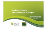 Sanidad Forestal Afecciones del Eucalipto - Asociación de Propietarios Forestales de ... Forestal... · 2019. 4. 3. · pérdida de volumen y x el porcentaje de defoliación, se