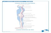 Las cadenas musculares: L. BusquetTensor de la Fascia Lata Glúteo Mn. Glúteo Med. Glúteo My. Piramidal Bíceps Femoral Tibial Ant. Extensor Largo del 1 Dedoº Vasto Externo Gemelo