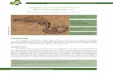 Avaliação do risco de extinção do minhocuçu rhinodrilus ......Instituto Chico Mendes de Conservação da Biodiversidade 134 Seção: Avaliação do Estado de Conservação das