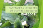 Morfología y anatomía de plantas vasculares€¦ · tejidos y células: Las plantas, al igual que los animales multicelulares, tiene órganos compuestos de diferentes tejidos, que