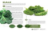 KALE - gob.mxsu mayoría de agua. De las diferentes variedades de Brassica oleracea es considerado el que tiene niveles mas altos de nutrientes. No se le atribuye usos medicinales