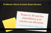 Profesora: María Antonia Rojas Serranomariarojas.iescla.org/wp-content/uploads/2018/10/TEMA-6-NUCLEO.… · Es el periodo de tiempo que transcurre entre dos divisiones sucesivas,